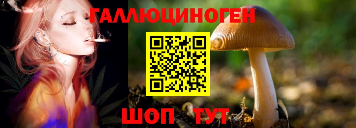 Ипатово  Псилоцибиновые грибы Psilocybine cubensis  Галлюциногенные грибы Psilocybine cubensis  Вход с VPN 